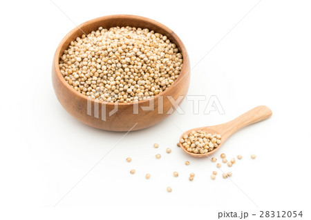 ソルガム(ソーガム): Sorghum ソルガム(ソーガム): Sorghum 28312054