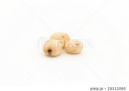 ソルガム（ソーガム）: Sorghum 28312060