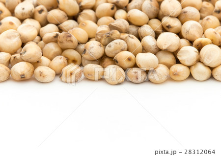 ソルガム（ソーガム）: Sorghum 28312064