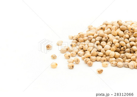 ソルガム(ソーガム): Sorghum ソルガム(ソーガム): Sorghum 28312066