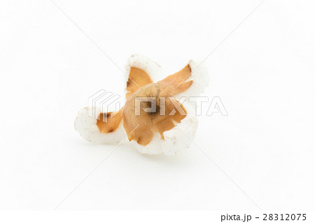 ポップ・ソルガム（ソーガム）: Sorghum 28312075