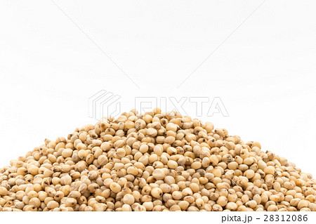 ソルガム(ソーガム): Sorghum ソルガム(ソーガム): Sorghum 28312086