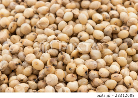 ソルガム(ソーガム): Sorghum ソルガム(ソーガム): Sorghum 28312088