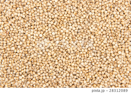 ソルガム(ソーガム): Sorghum ソルガム(ソーガム): Sorghum 28312089