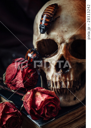 Still life with human skull 28313242