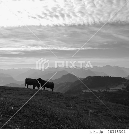 Two cows on top of mount Rigi and mountain ranges 28313301