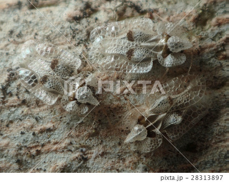 冬越しをするプラタナスグンバイ 冬越しをするプラタナスグンバイ 28313897