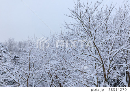 桜の木に雪降り積もる 28314270