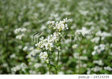 そば畑 そば畑 28314299