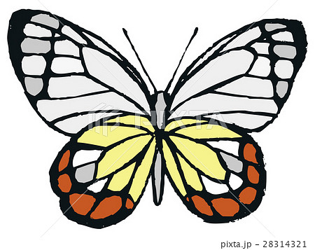蝶のイラストのイラスト素材 28314321 Pixta
