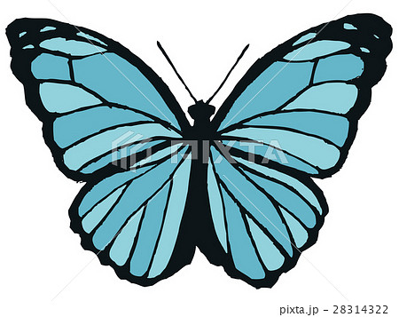 モルフォ蝶のイラストのイラスト素材 28314322 Pixta
