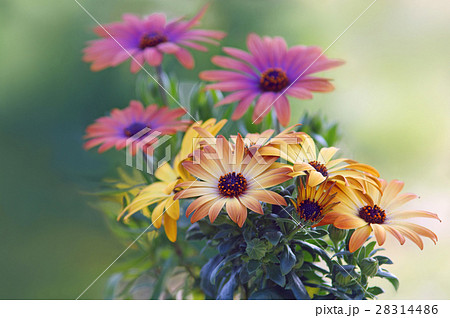 早春を彩るオステオスペルマム 28314486