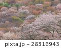 満開の桜 28316943