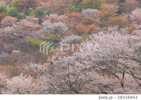 満開の桜 28316943