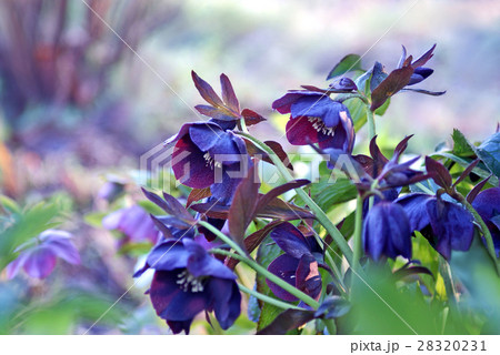 寒い朝のクリスマスローズ 寒い朝のクリスマスローズ 28320231