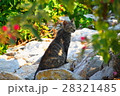 タイで見かけた猫たち 28321485