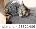 タイで見かけた猫たち 28321486