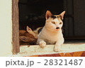 タイで見かけた猫たち 28321487