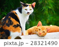 タイで見かけた猫たち 28321490