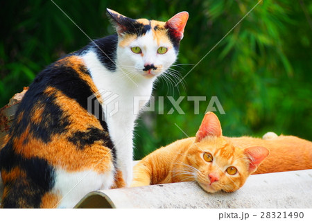 タイで見かけた猫たち タイで見かけた猫たち 28321490