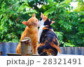 タイで見かけた猫たち 28321491