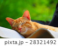 タイで見かけた猫たち 28321492