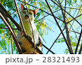 タイで見かけた猫たち 28321493