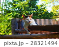 タイで見かけた猫たち 28321494