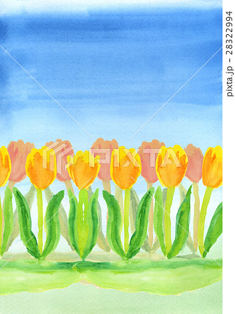 青空に黄色とオレンジ色チューリップ花壇の手描き水彩背景のイラスト素材
