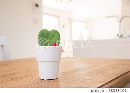 ダイニングテーブルに置いてある観葉植物 28323161
