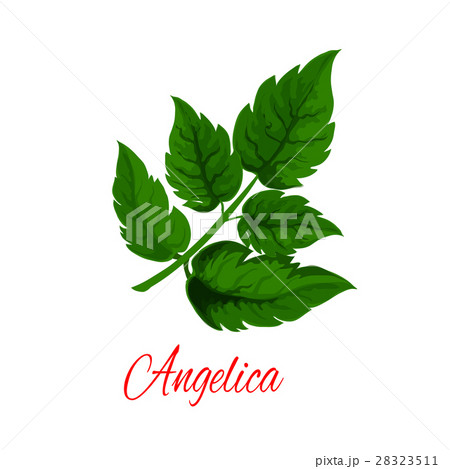 Angelica plant or wild celery green branch 28323511