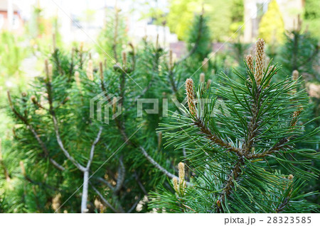 メルヘンチックな名前チロリアンマツ 28323585