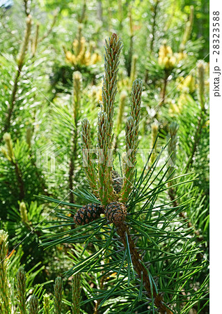 メルヘンチックな名前チロリアンマツ 28323588