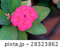 Close up of pink Crown of Thorns flowers 28323862