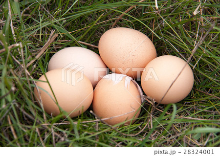 chicken eggs lying in a green grass chicken eggs lying in a green grass 28324001