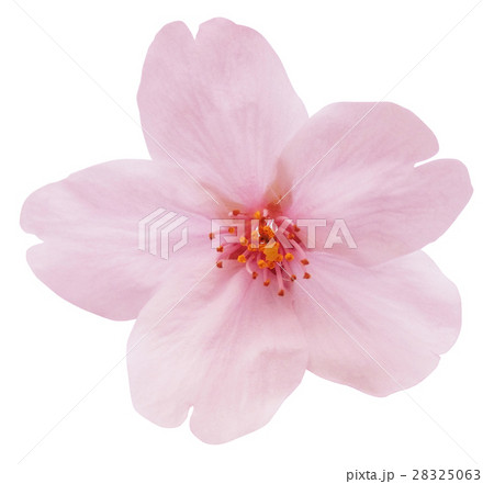満開の桜の花びら切抜き 28325063