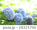 紫陽花 28325700