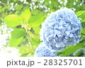 紫陽花 28325701