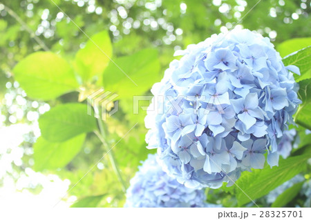 紫陽花 28325701