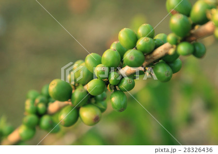 Coffee beans on plant Coffee beans on plant 28326436