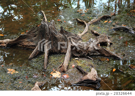 Stump in a peat swamp forest 28326644