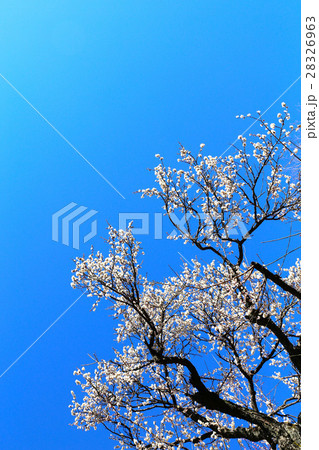 偕楽園の梅 28326963