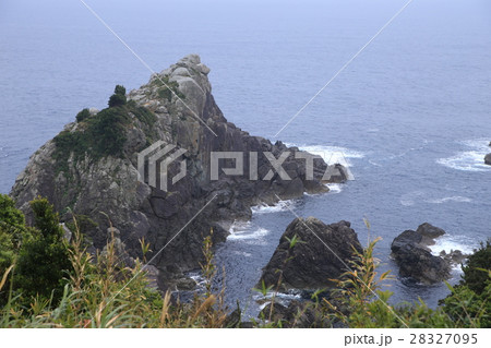 海金剛 海金剛 28327095