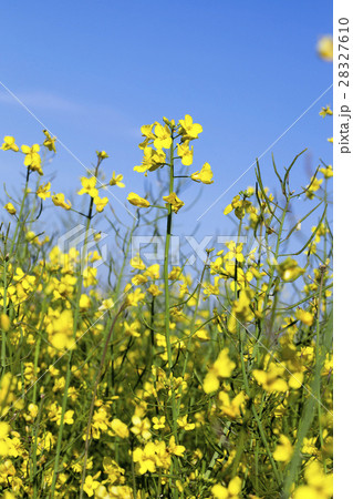 yellow flower of rape yellow flower of rape 28327610