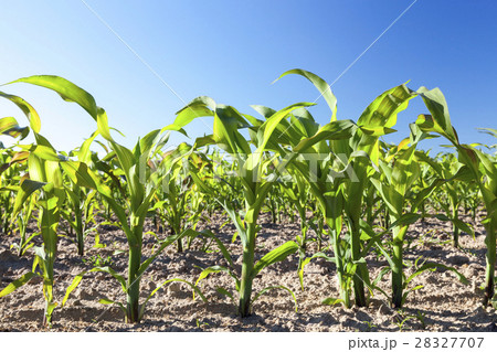 Field of green corn 28327707