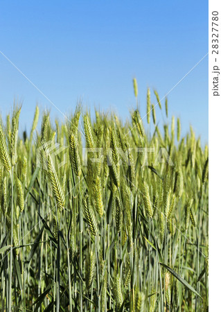 Field with cereal Field with cereal 28327780