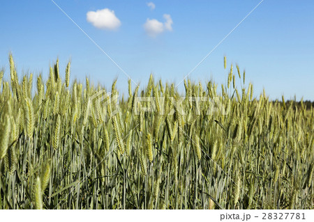 Field with cereal 28327781