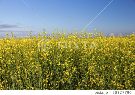yellow flower rape 28327790