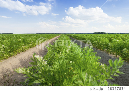 Field with carrot 28327834