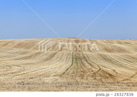 wheat field after harvest 28327836